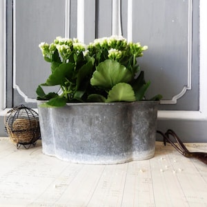 Puede incluir: Una jardinera de metal galvanizado con borde festoneado, llena de follaje verde y flores blancas. La jardinera está sobre una superficie de papel vintage. Una pequeña cesta de alambre y una herramienta de jardín en el fondo.