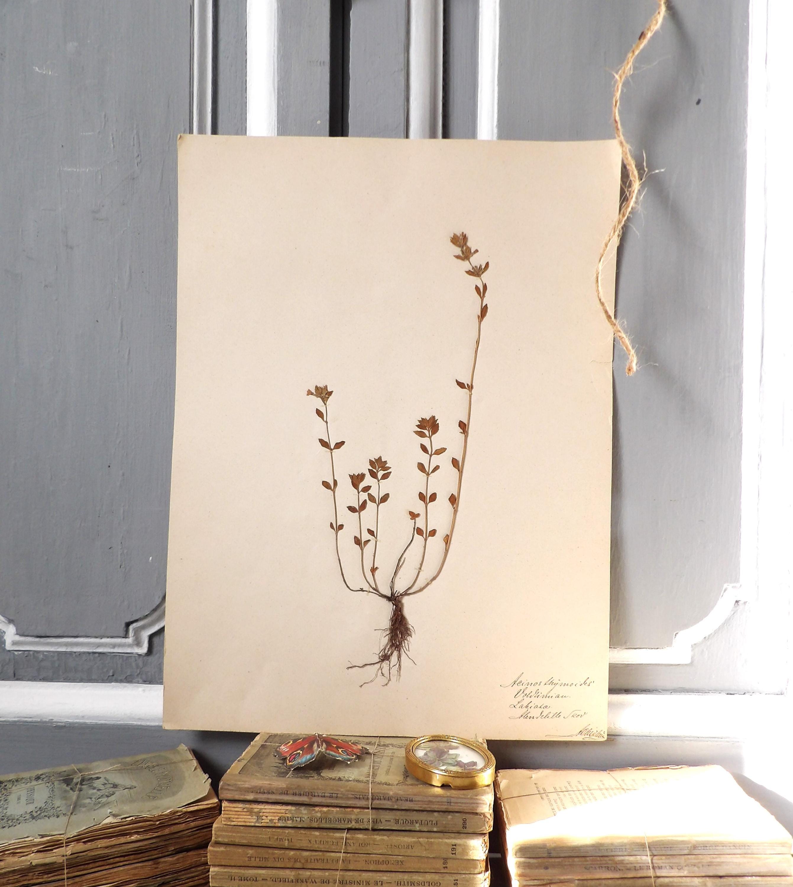 Herbiers - Etsy Canada