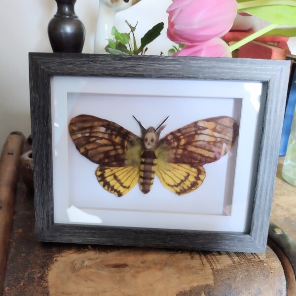 Death Head Hawk Moth vegan needle felted specimen