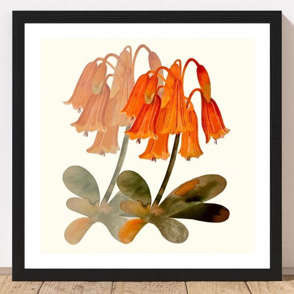 Orange hues, Botanical Floral Print, Garden Wall Art,  Giclee Art, Unframed 5x5” 8x8” 12x12”, Boho Gallery Wall, Square Flower Illustration,