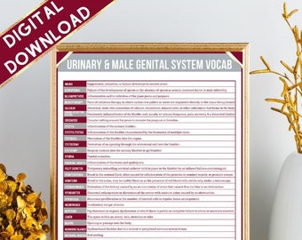 Urinary & Male Genital System Vocab Sheet | Nursing | Medical Coding | Instant Download