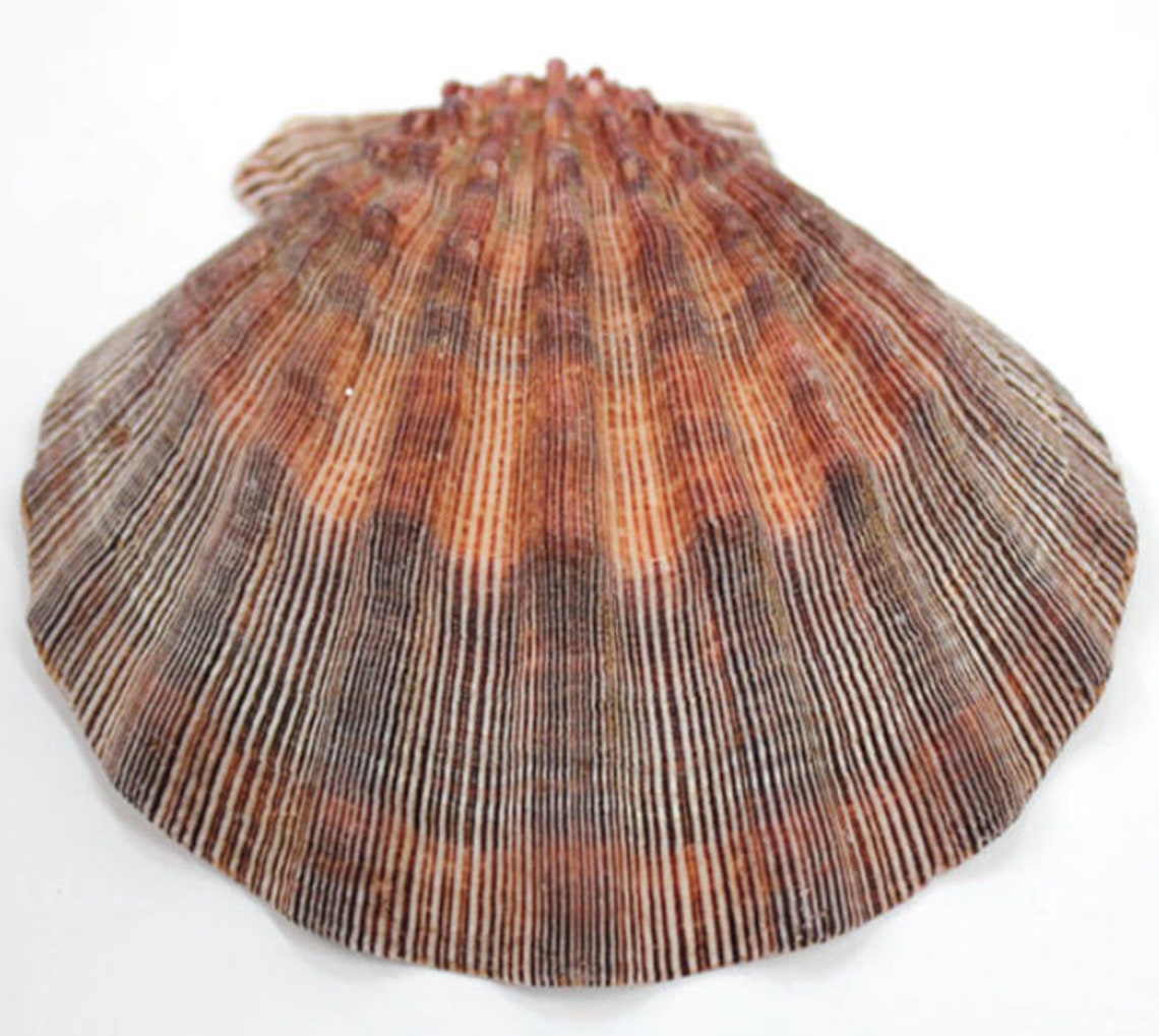 LARGE Scallop Shells PACK OF 6 Etsy