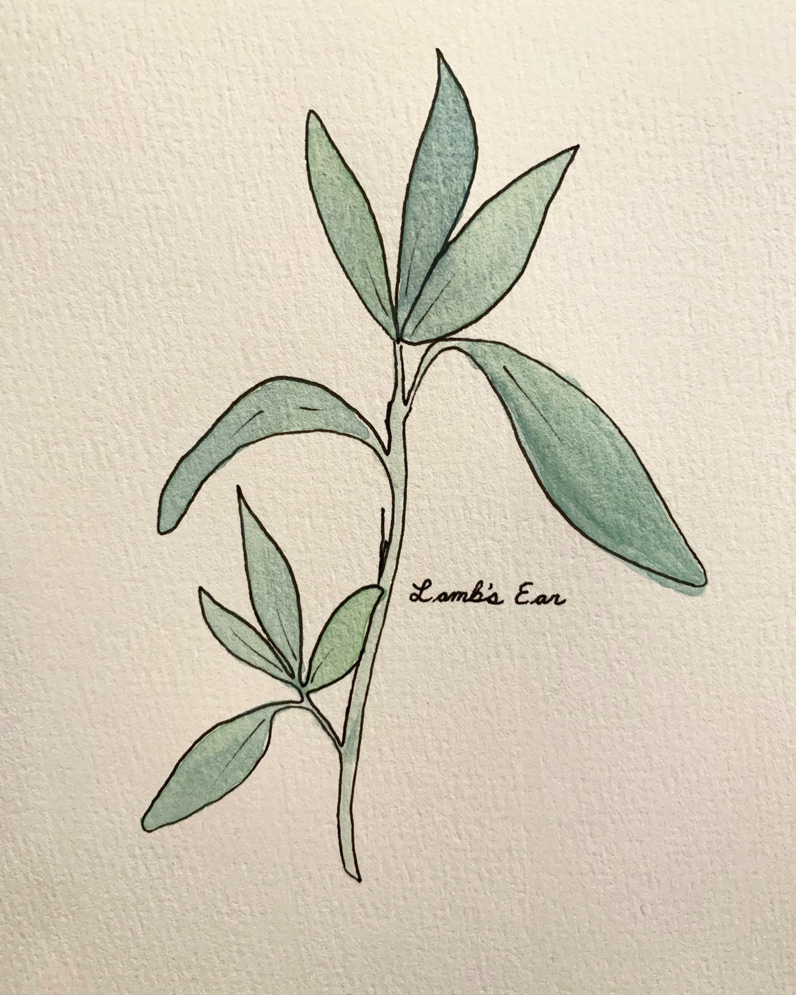 Lambs Ear Herb Watercolor Illustration Made To Order Garden Etsy
