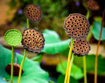 Digital Download Printable Photo Lotus Plant - Lotus Seed Pods - Printable Wall Art Instant Download