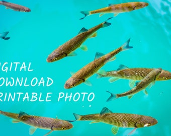Digital Download Printable Photo Fish School In Turquoise Lake - Plitvice Lakes National Park, Croatia - Printable Wall Art Instant Download