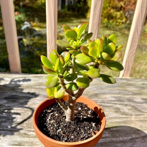 Jade plant, Crassula Ovata, Bonsai Tree image 1