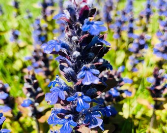 6+ Bugleweed (Ajuga Reptants),  Live Bare Root Plants,  Evergreen  Ground Cover, Sun and Shade, Perennial Herbs