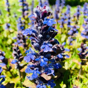 6+ Bugleweed (Ajuga Reptants),  Live Bare Root Plants,  Evergreen  Ground Cover, Sun and Shade, Perennial Herbs