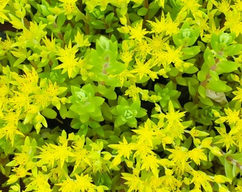 Sedum Sarmentosum, Gold Moss, Stingy Stonecrop, Hardy Perennial Succulent Ground Cover