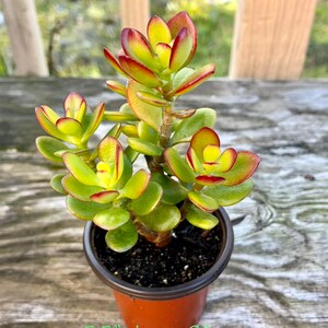 Jade plant, Crassula Ovata, Bonsai Tree 5.5" plant