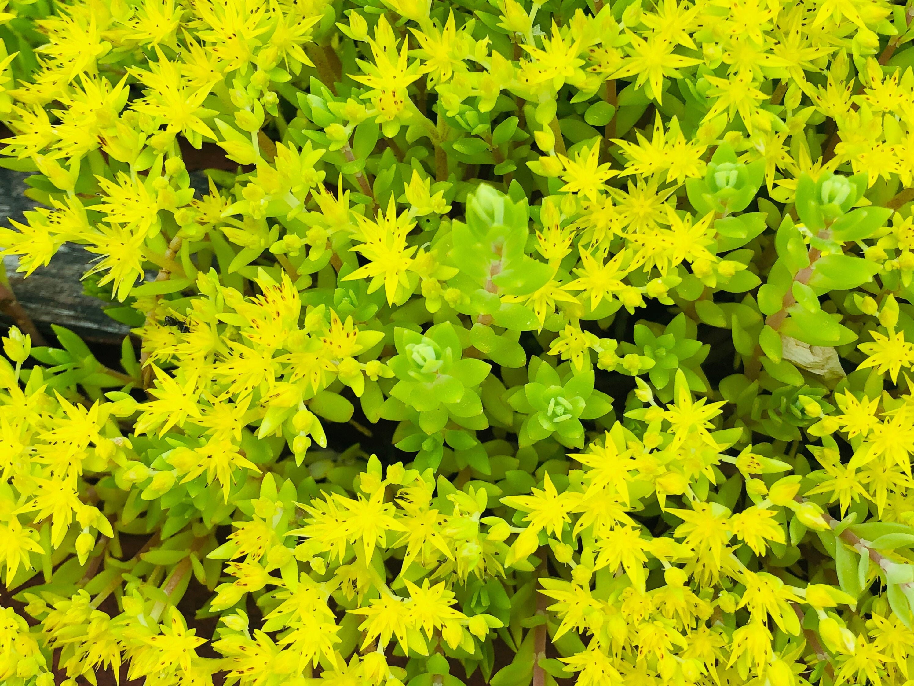 Sedum Sarmentosum Gold Moss Hardy Perennial Ground Cover Etsy