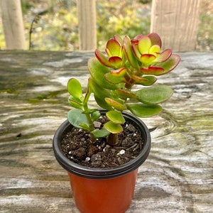 Jade plant, Crassula Ovata, Bonsai Tree 4.5” plant