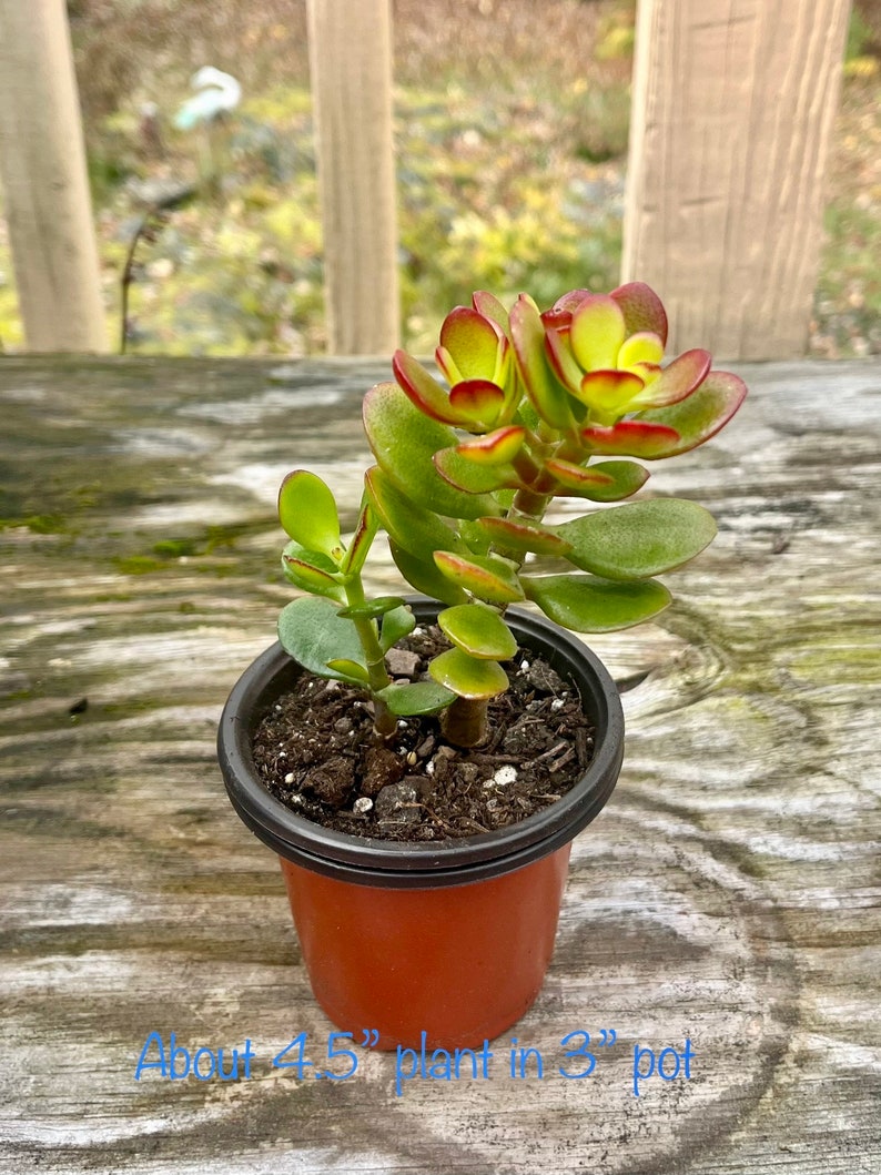 Jade plant, Crassula Ovata, Bonsai Tree 4.5” plant