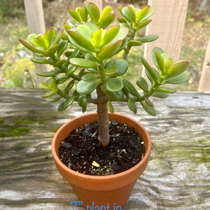 Jade plant, Crassula Ovata, Bonsai Tree 7" plant