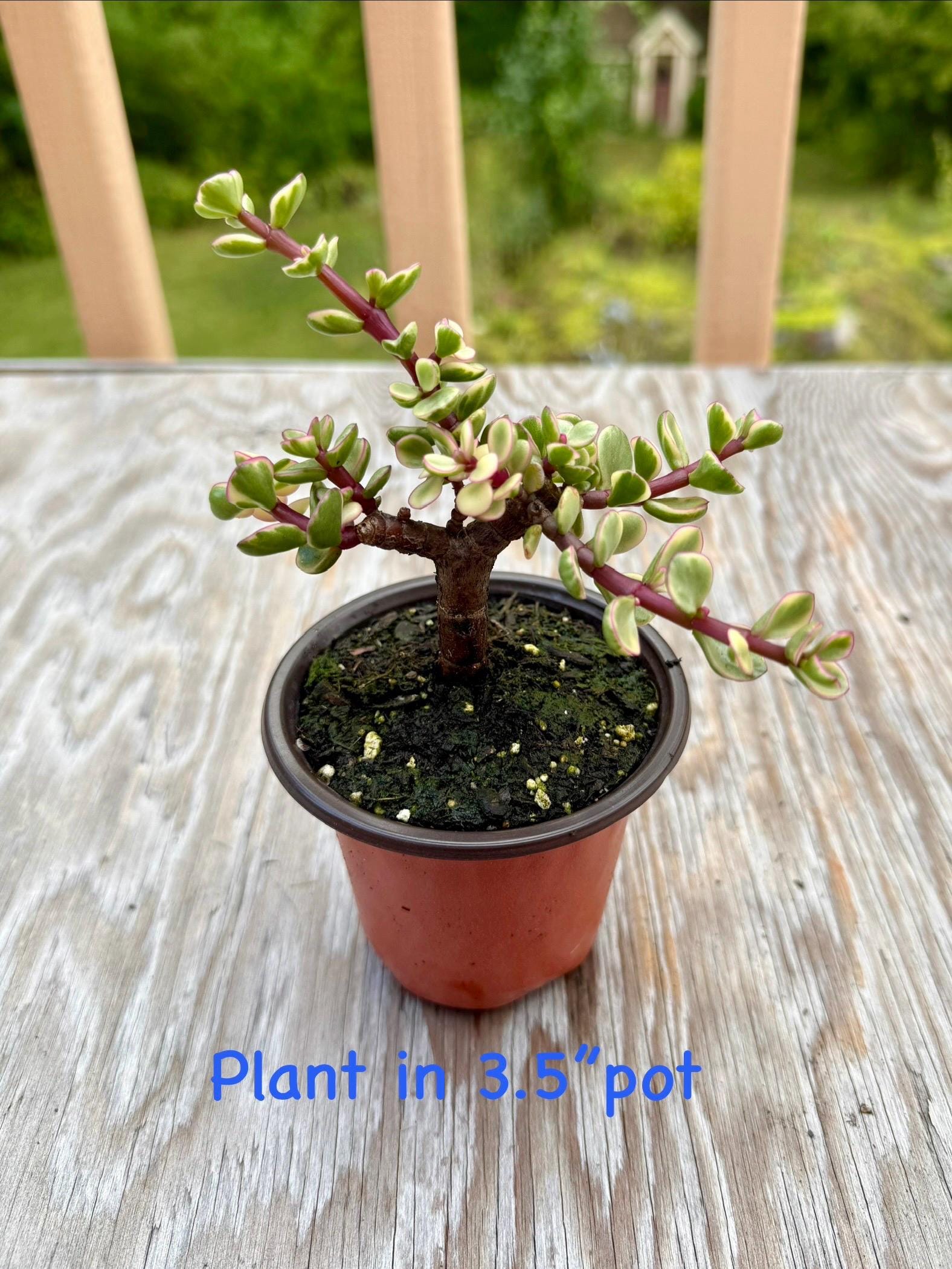 Portulacaria Afra F. Variegata, Rainbow Bush, Elephant Bush
