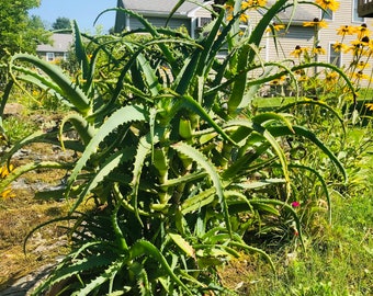 Aloe Arborescens Succulent – Krantz Candelabra Tree Aloe Plant