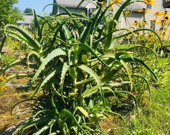 Aloe Arborescens - Krantz Aloe - Candelabra Aloe Succulent