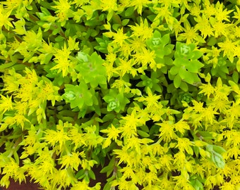 Stingy Stonecrop, Gold Moss, Sedum Sarmentosum, Pernenial Succulent Ground Cover