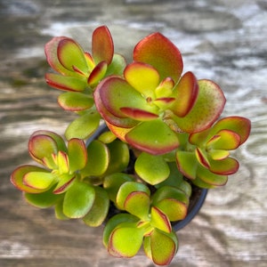 Jade plant, Crassula Ovata, Bonsai Tree image 7