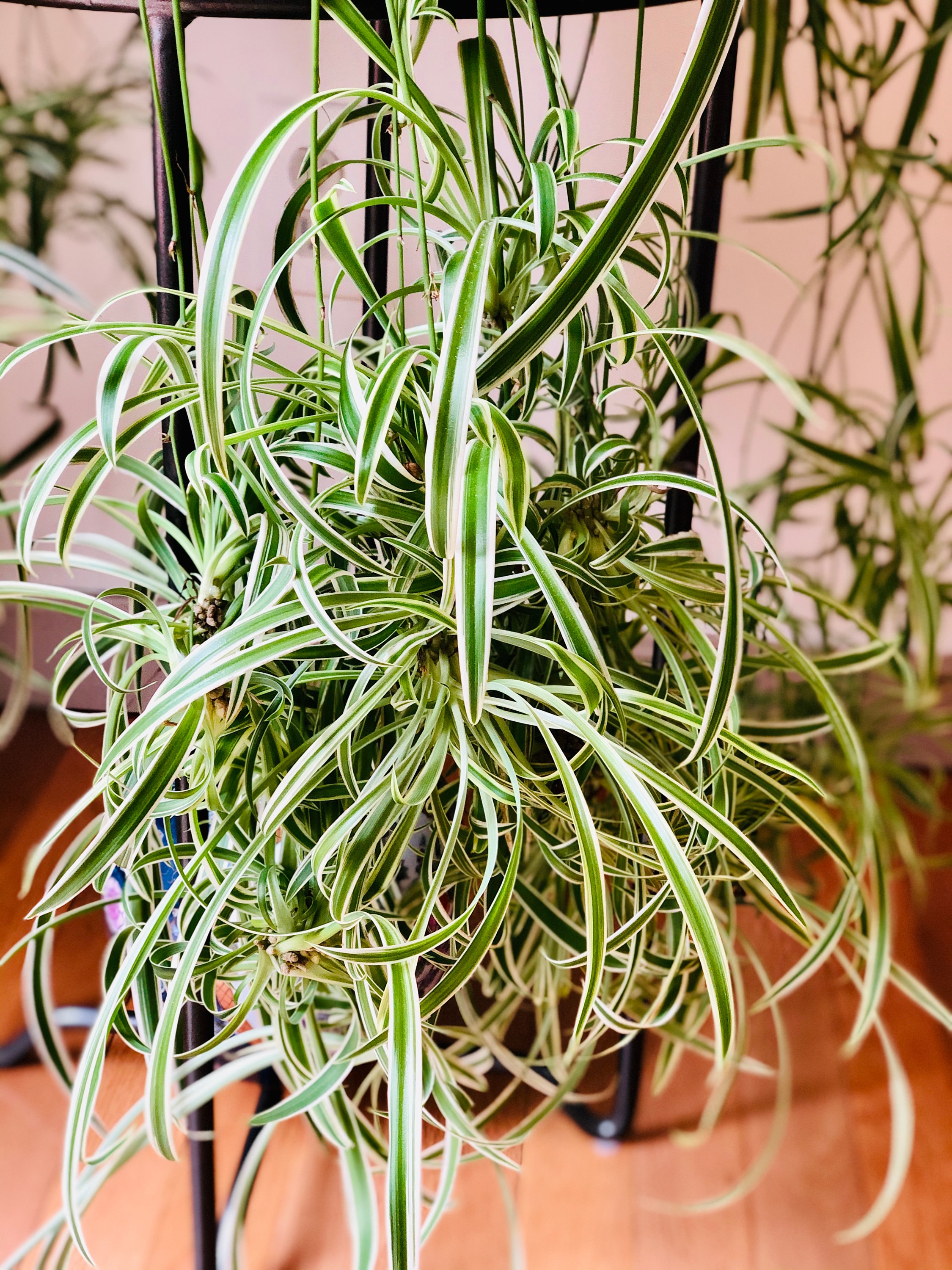 Spider Plant Babies Spider Plants Live House Plants Etsy