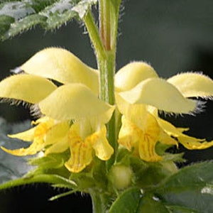 10+ Yellow Archangel (Lamiastrum Galeobdolon), Evergreen Perennial Groundcover, Artillery Plant, Shade and Sun