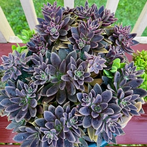 May include: A dense cluster of succulent plants featuring numerous rosettes with pointed, dark purple and deep maroon leaves. The foliage displays a subtle gradient toward green at the base of the stems, with small water droplets visible on the surfaces.