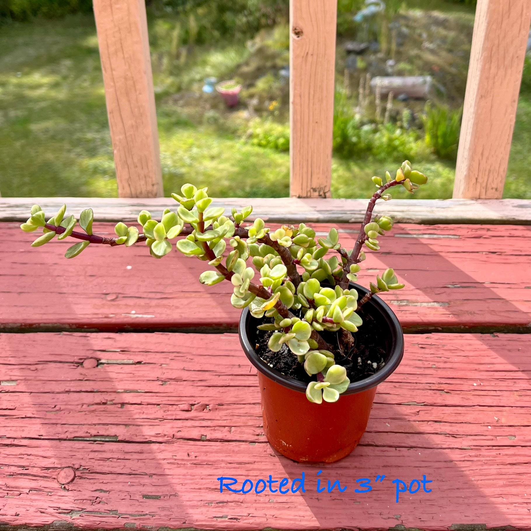 Portulacaria Afra F. Variegata, Rainbow Bush, Elephant Bush