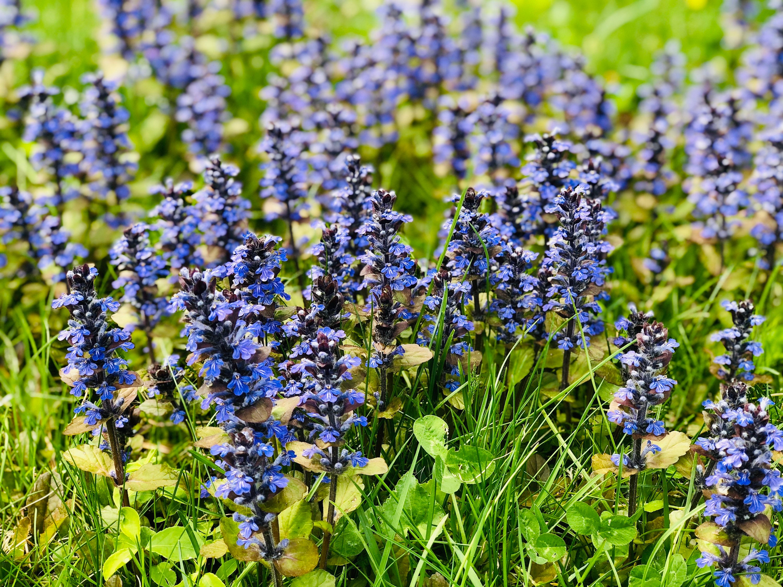 6+ Bugleweed (ajuga Reptants), Live Bare Root Plants, Evergreen Ground