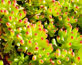 Sedum Pachyphyllum, Blue Jelly Bean, Succulent Plant