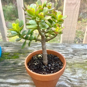 Jade plant, Crassula Ovata, Bonsai Tree image 9