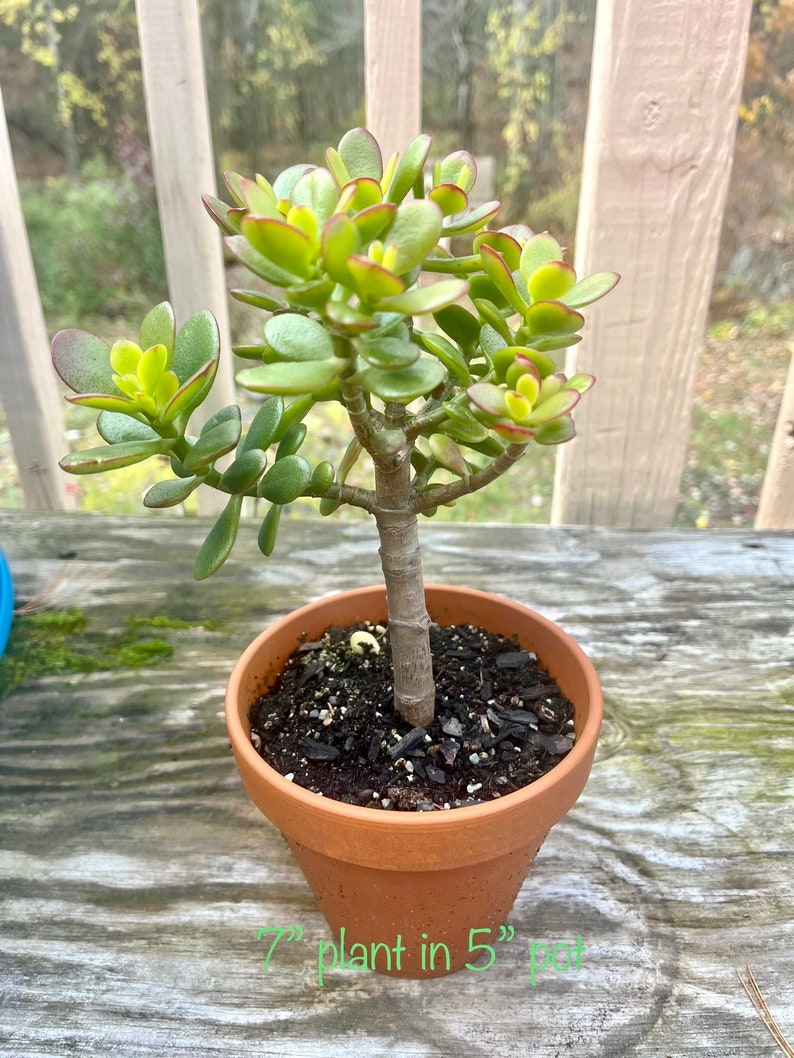 Jade plant, Crassula Ovata, Bonsai Tree image 9