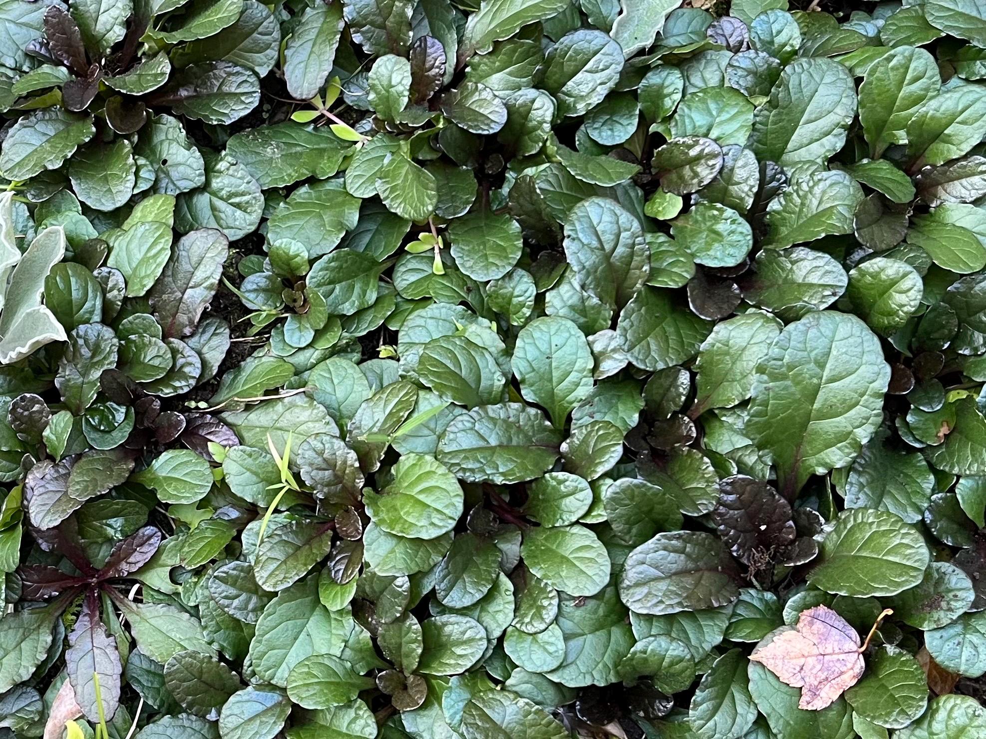 Bugleweed Roots 6+ Bugleweed (ajuga Reptants), Live Bare Root Plants, Evergreen Ground ...