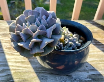 Echeveria Cubic Frost