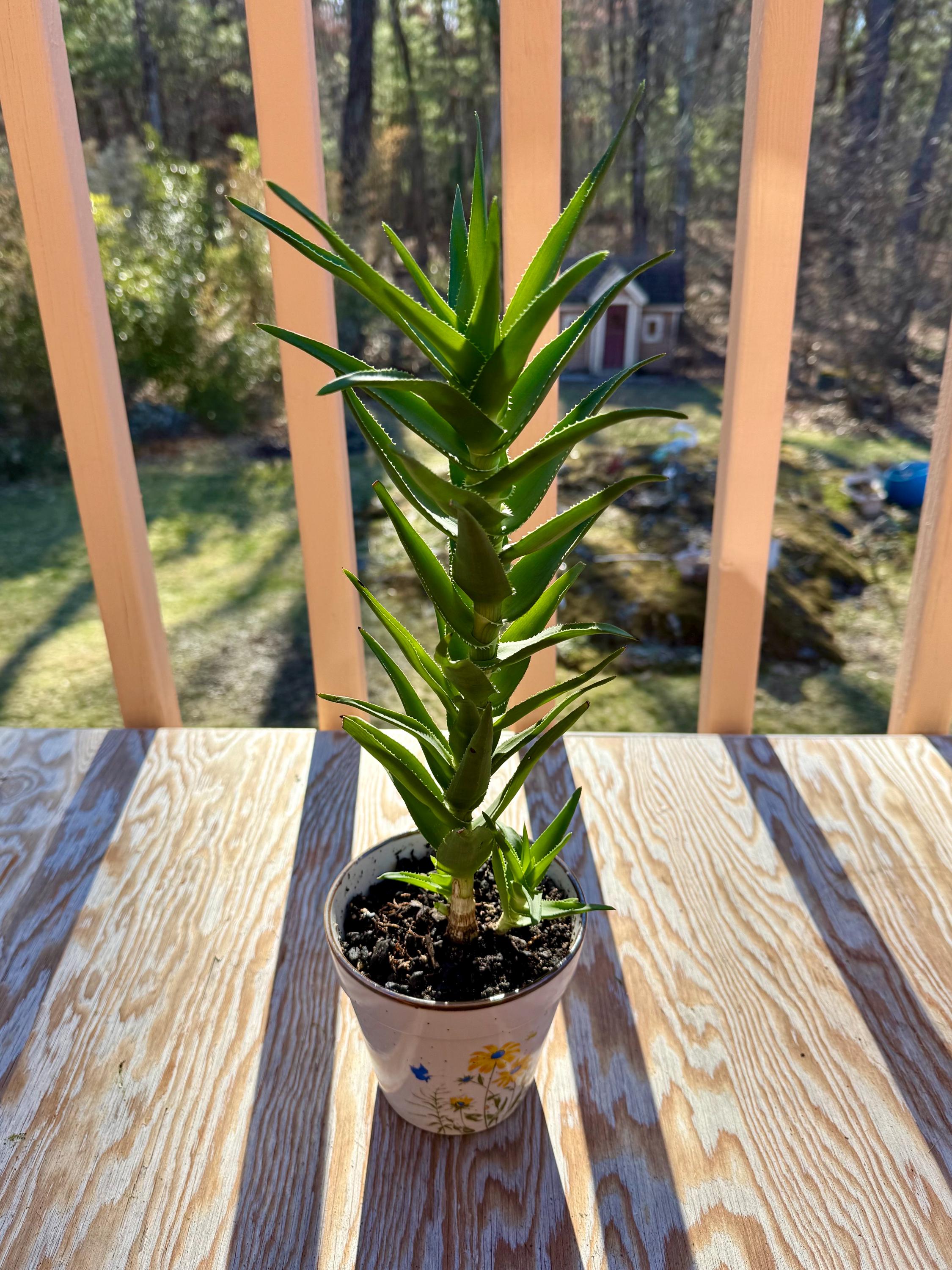 Climbing Aloe (Aloe ciliaris) - Cuttings & Plants