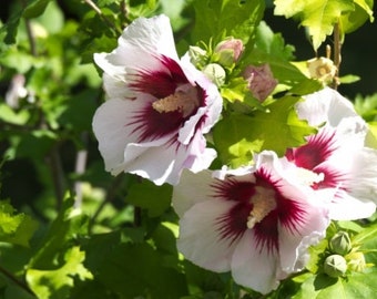 Hibiscus Syriacus, Mixed Colors Rose of Sharon Live Plants