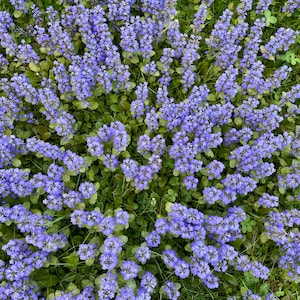 Bugleweed Dry Flowers
