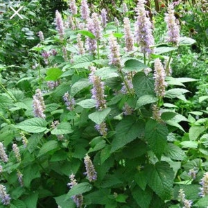 May include: A lush green plant with numerous stems and large, textured leaves. Tall, slender flower spikes in shades of lavender and purple rise above the foliage. The plant is densely packed, creating a full, vibrant appearance.