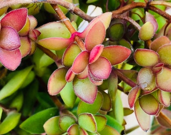 Crassula David, Rare Succulent Plant