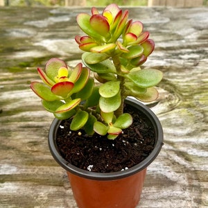 Jade plant, Crassula Ovata, Bonsai Tree about 4.5” plant