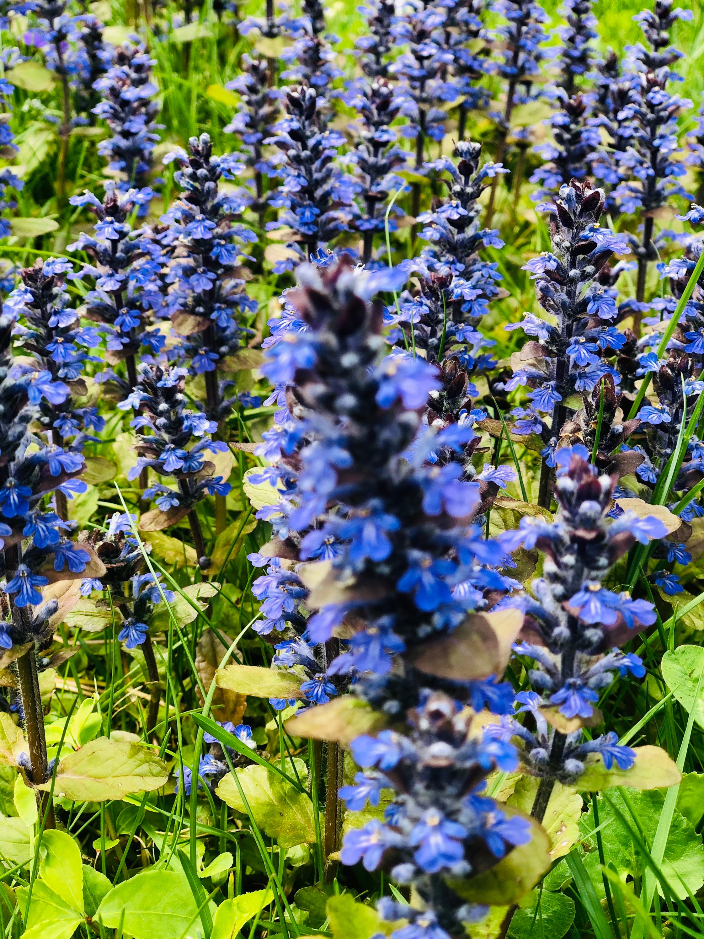 Bugleweed Roots 6+ Bugleweed (ajuga Reptants), Live Bare Root Plants, Evergreen Ground ...