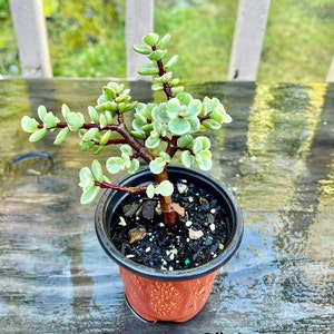 Portulacaria afra f. Variegata, Rainbow Bush, Elephant Bush, Succulent Plant image 6