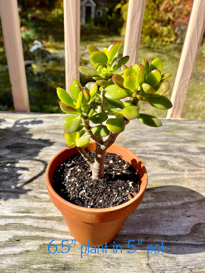 Jade plant, Crassula Ovata, Bonsai Tree image 1