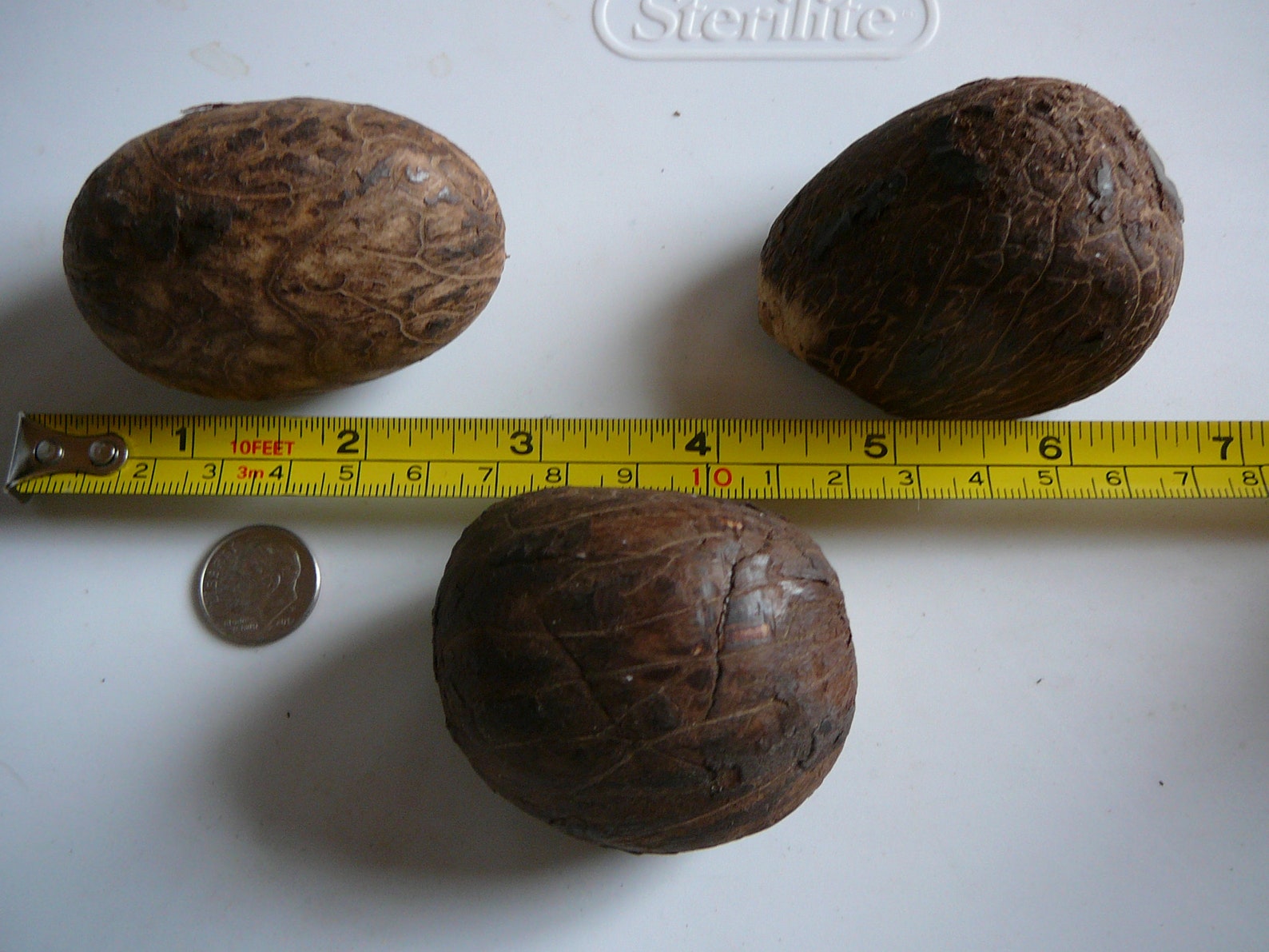 Tagua Nut 10 Nut's Medium Whole Carving Dried Uncut Raw Etsy