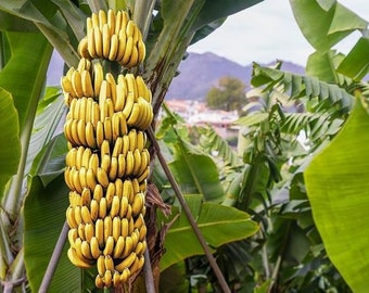 Edible banana 'Musa acuminata' x 10 seeds