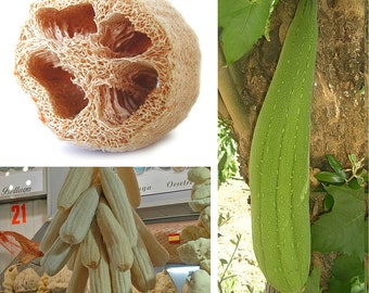 Loofah x 15 seeds