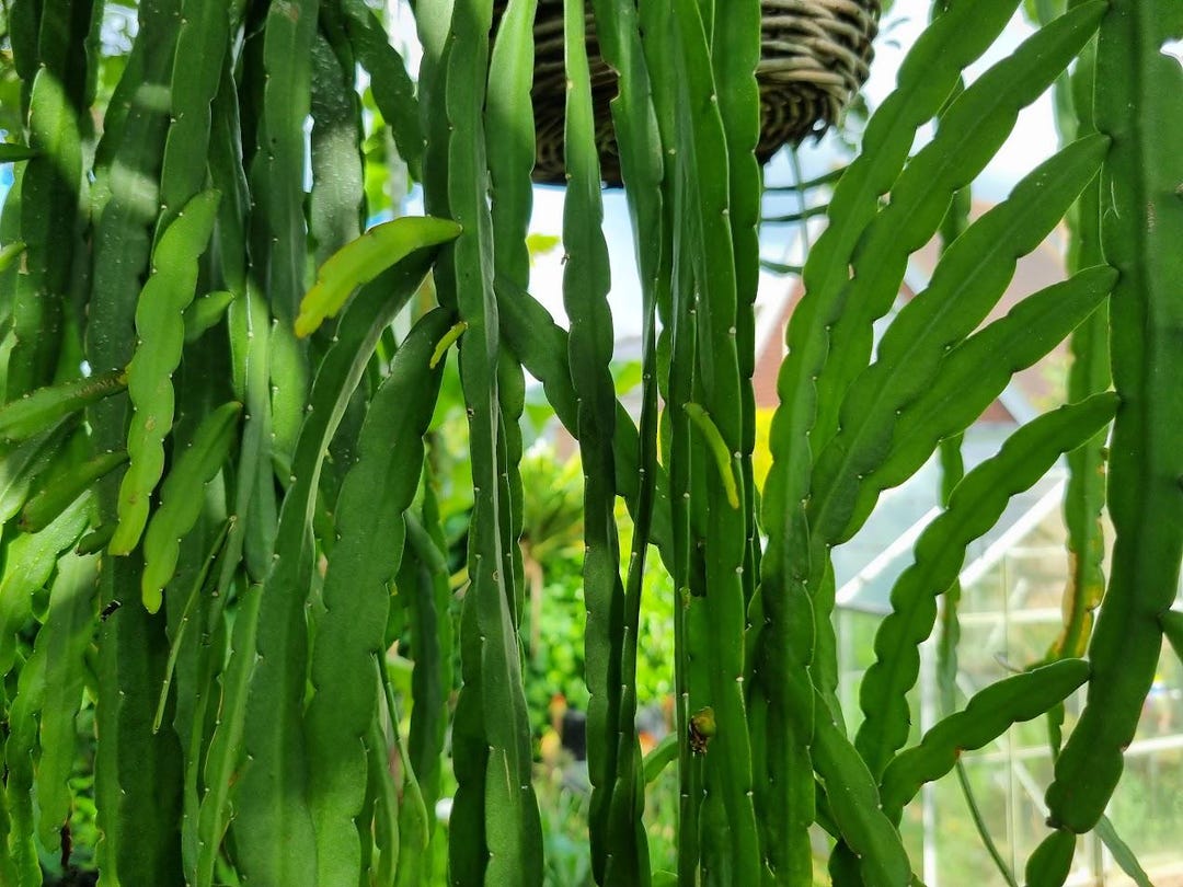 steudneri dracaena Drachenbaum - Dracaena Fagrans Steudneri Green - Ø17cm main image 1