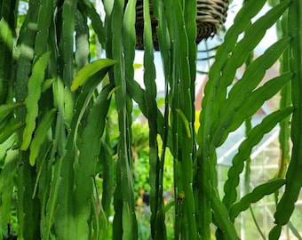 Bolivian Forest Cactus - Lepismium bolivianum x 2 cuttings 7-10 cm