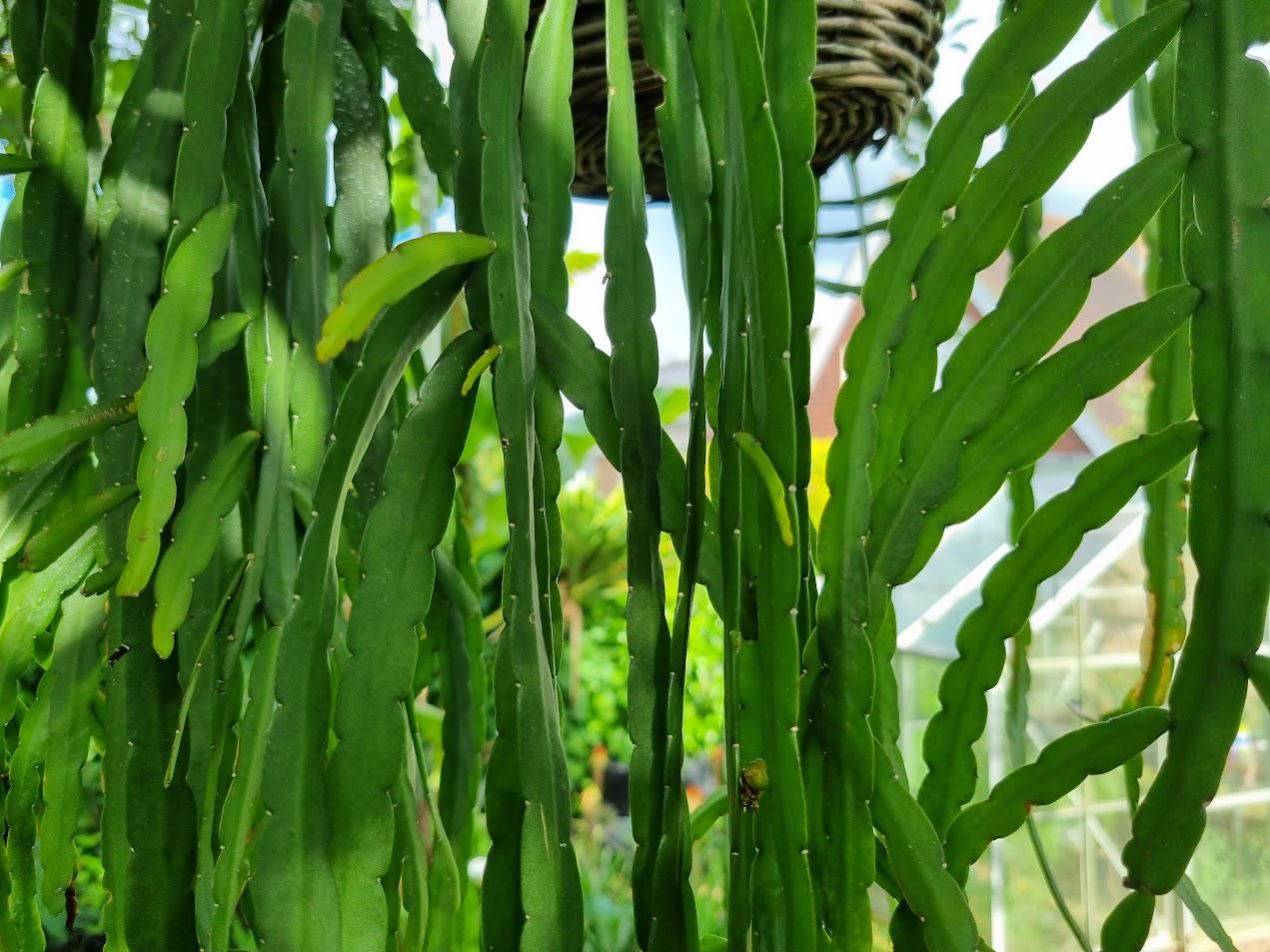 Rhipsalis cuttings - Etsy 日本