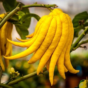 Mano di Buddha degli agrumi - 'Citrus medica' - 10 semi