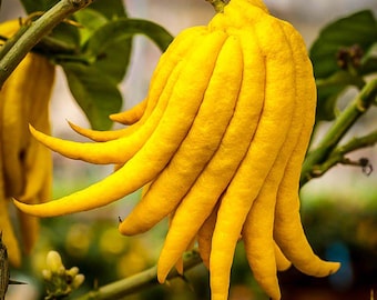 Citrus buddha's hand - 'Citrus medica' - 10 seeds